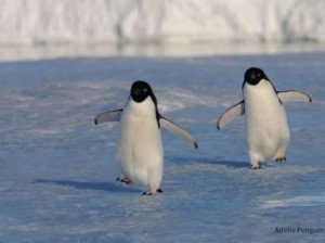 29Adeliepinguin