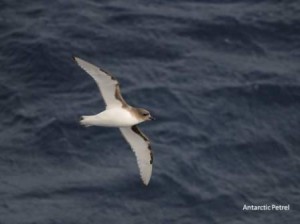 30AntarcticPetrel