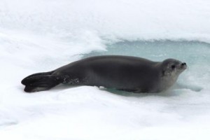 36.weddell_seal