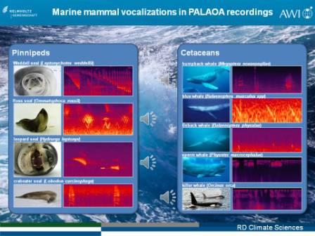 40.PASATA_PolarsternIC-KT